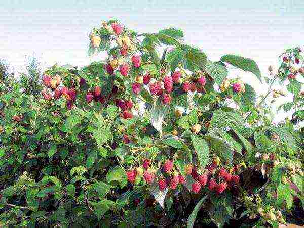 raspberry remontant polka planting and care in the open field