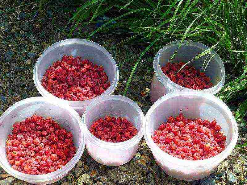 raspberry remontant polka planting and care in the open field