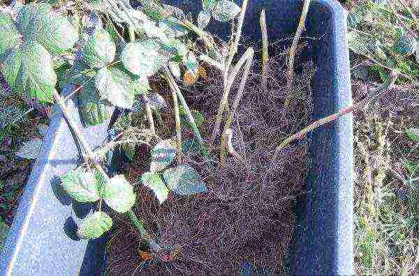 raspberry remontant polka planting and care in the open field