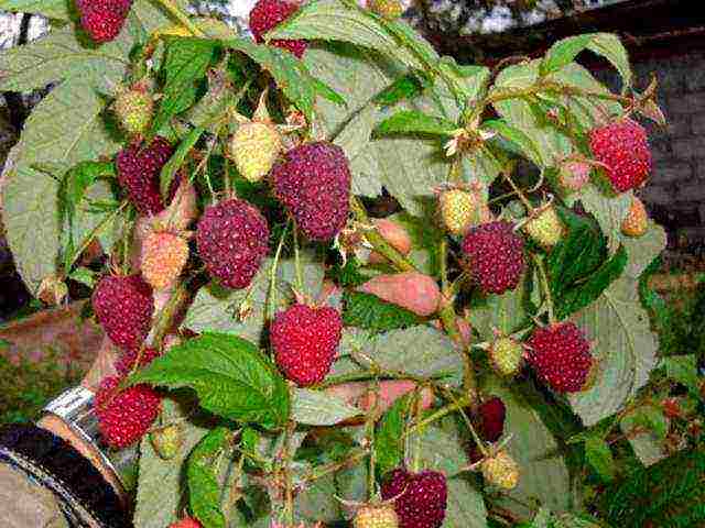 raspberry remontant polka planting and care in the open field