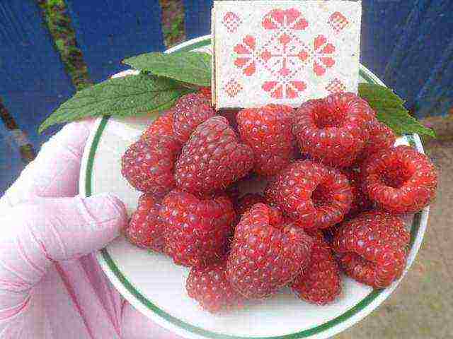 raspberry remontant polka planting and care in the open field