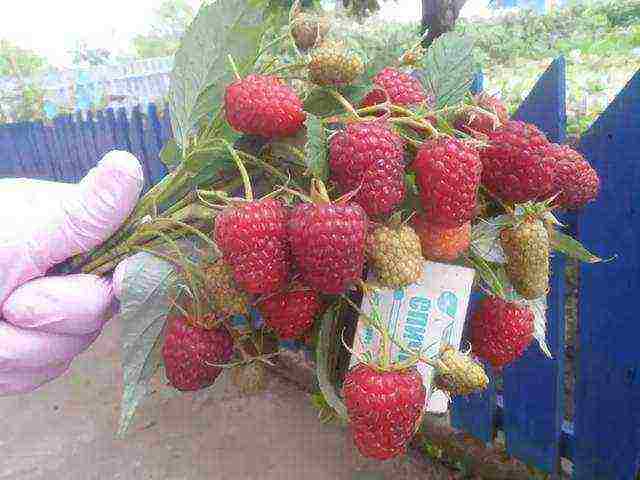 raspberry remontant polka planting and care in the open field