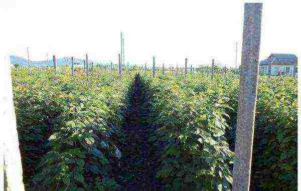 raspberry remontant polka planting and care in the open field