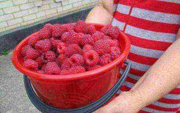 raspberry remontant polka planting and care in the open field