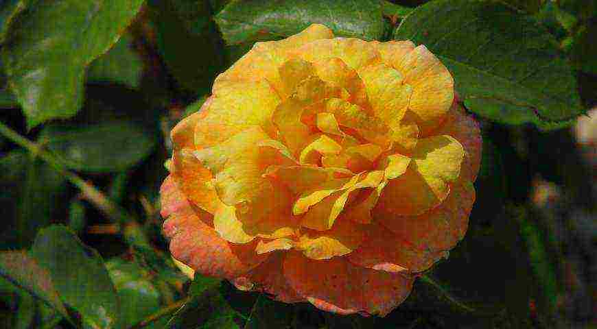 meilland roses are the best varieties