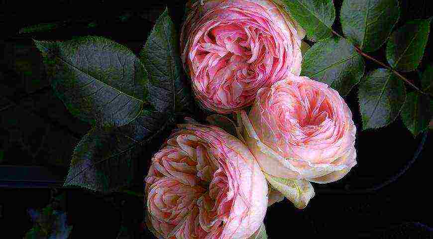 meilland roses are the best varieties