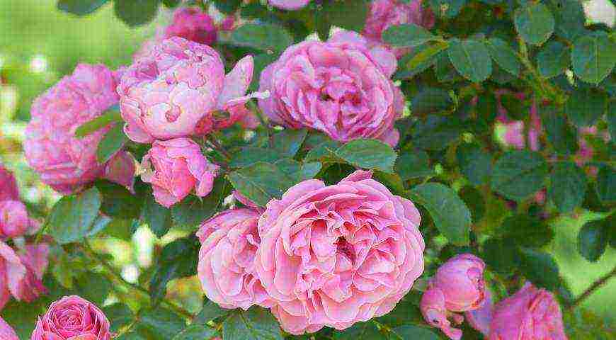 meilland roses are the best varieties