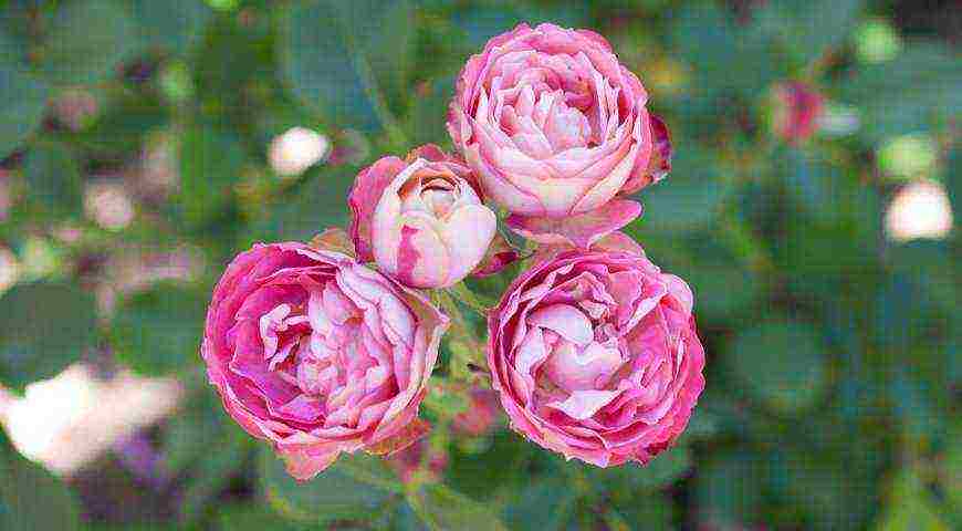 meilland roses are the best varieties