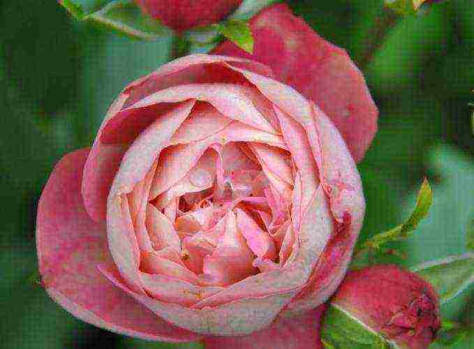 meilland roses are the best varieties