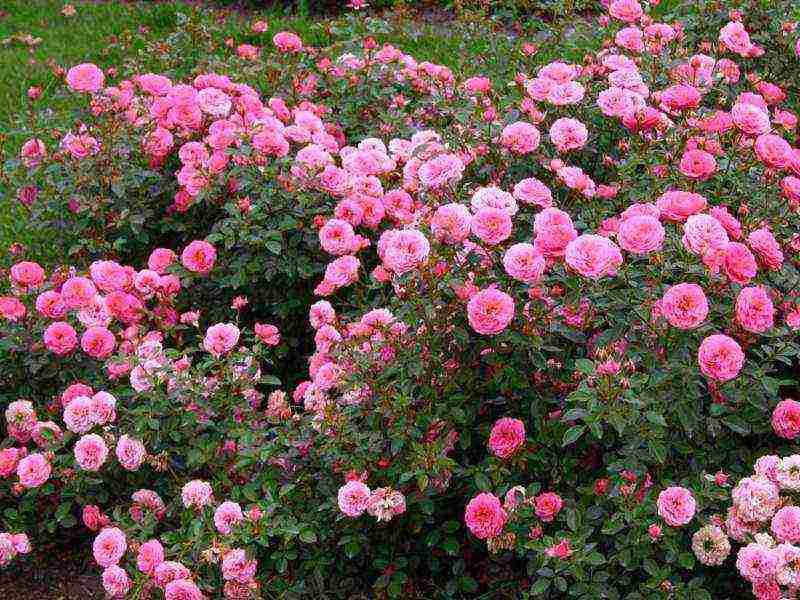 meilland roses are the best varieties