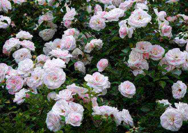 meilland roses are the best varieties