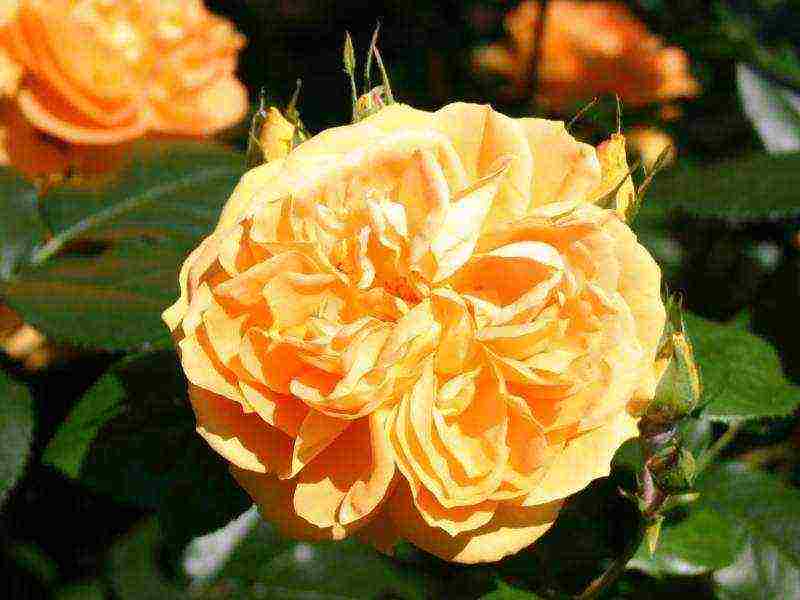 meilland roses are the best varieties