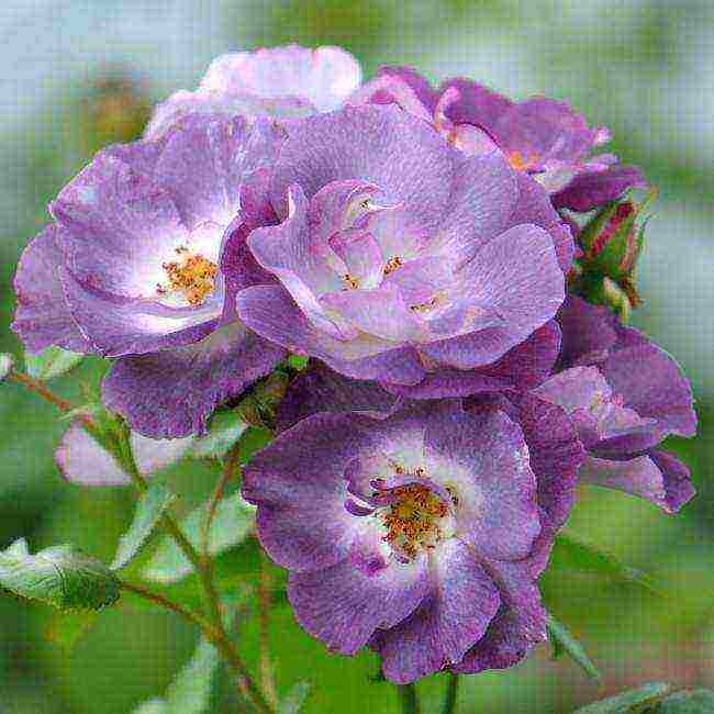 meilland roses are the best varieties