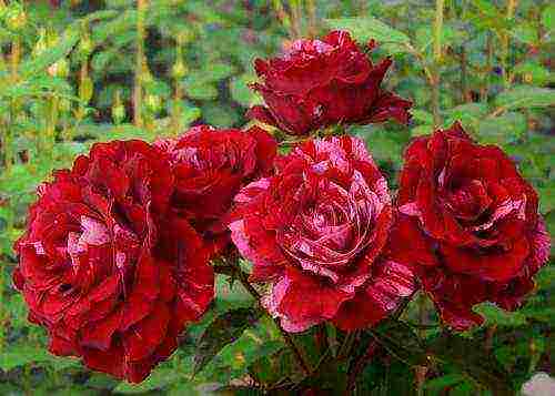 meilland roses are the best varieties