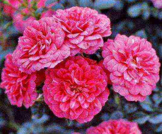 meilland roses are the best varieties