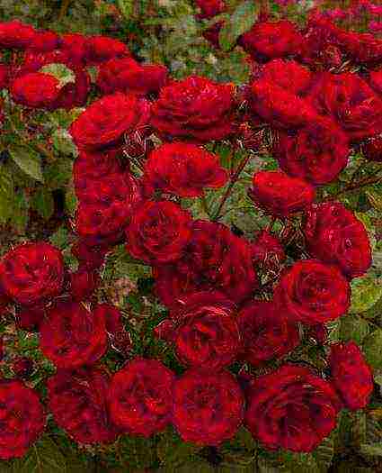 meilland roses are the best varieties