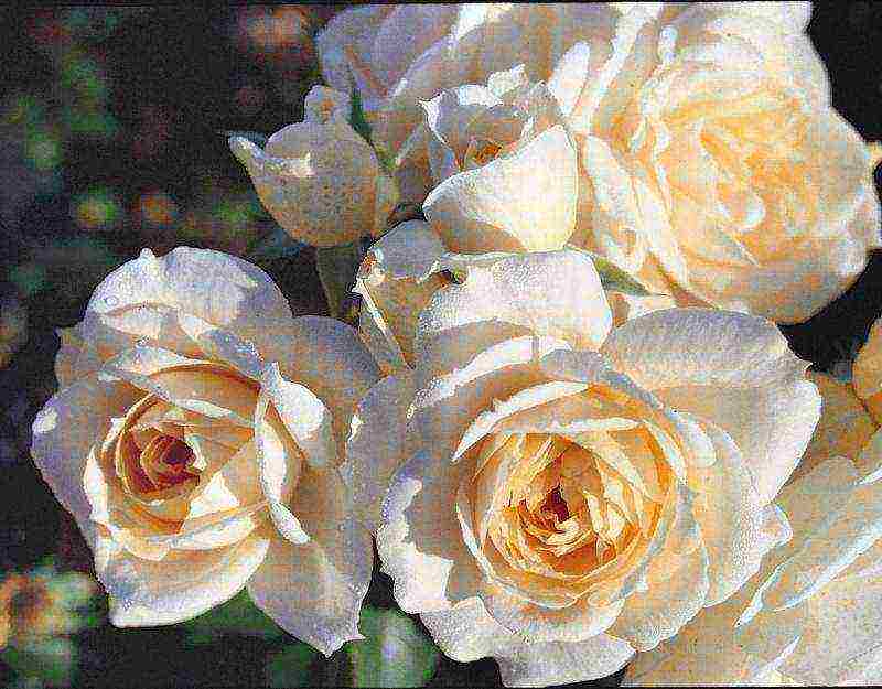 meilland roses are the best varieties