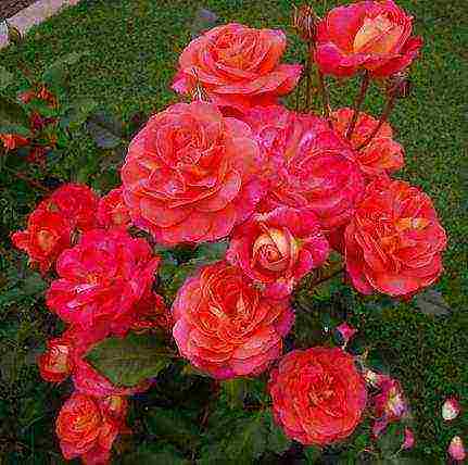 meilland roses are the best varieties