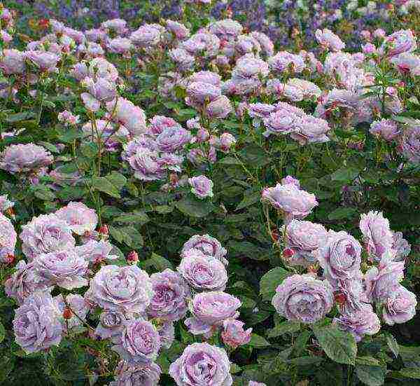 meilland roses are the best varieties