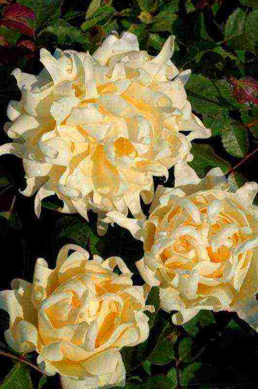 meilland roses are the best varieties