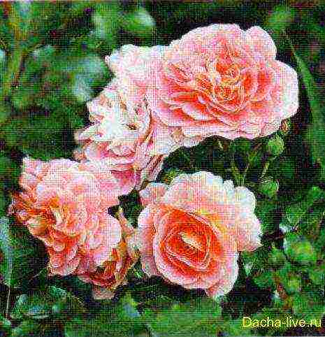 meilland roses are the best varieties