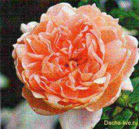 meilland roses are the best varieties