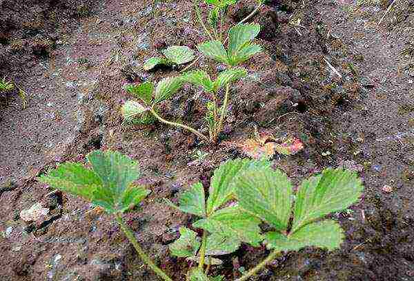 maliit na hardin strawberry, pagtatanim at pangangalaga sa bukas na bukid