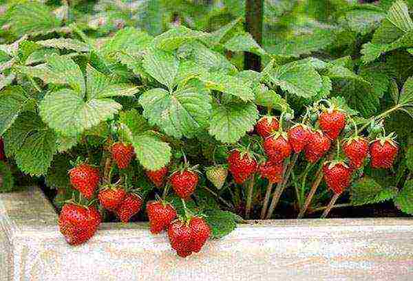 small garden strawberries, planting and care in the open field