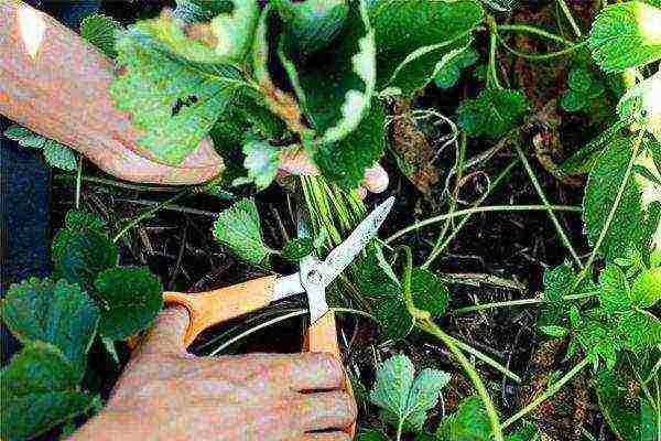 small garden strawberries, planting and care in the open field