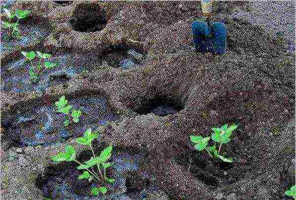 small garden strawberries, planting and care in the open field