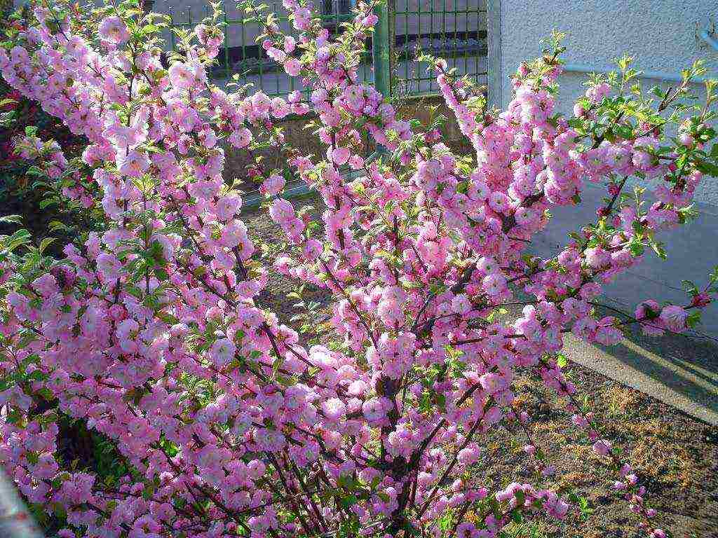 almonds planting and care in the open field in the Urals