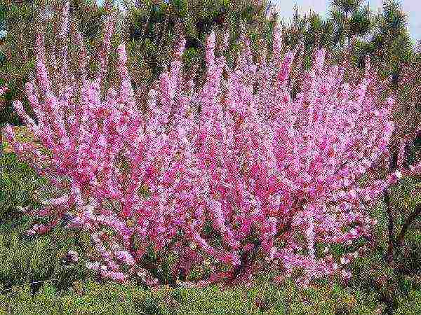 pagtatanim at pag-aalaga ng almond sa bukas na bukid sa Urals