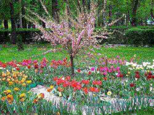 almonds planting and care in the open field in the Urals