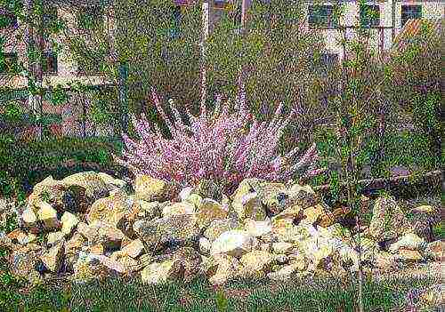 almonds planting and care in the open field in the Urals