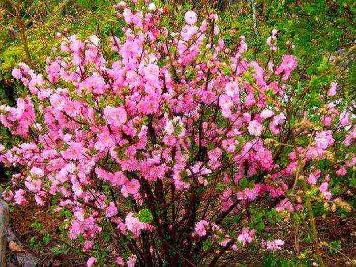 almonds planting and care in the open field in the Urals