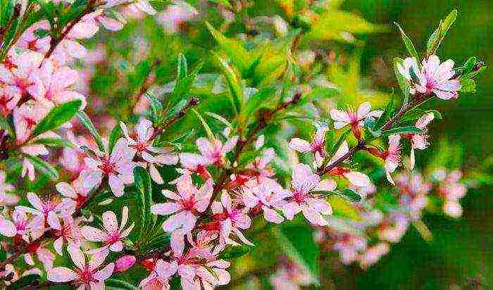 almonds planting and care in the open field in the Urals