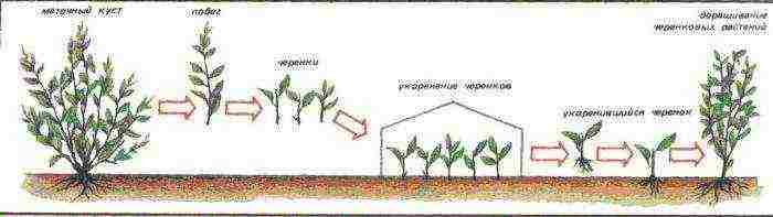 almonds planting and care in the open field in the Urals