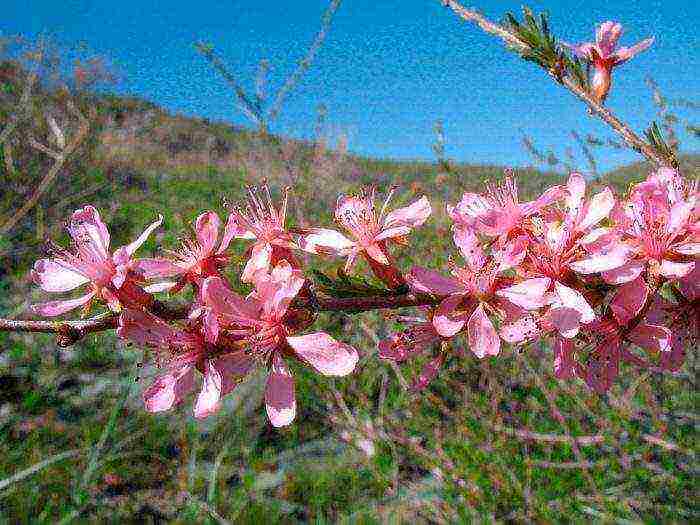 almonds planting and care in the open field in the Urals