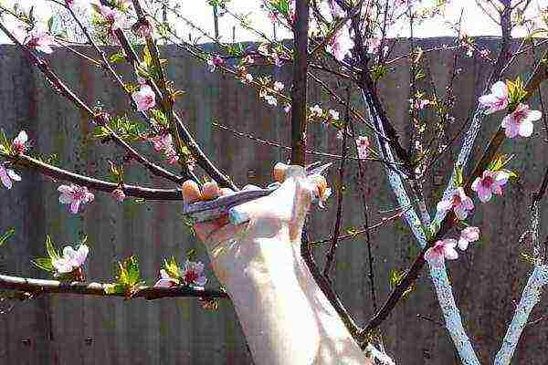 almonds planting and care in the open field in the Urals