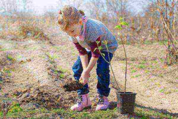 almonds planting and care in the open field in the Urals