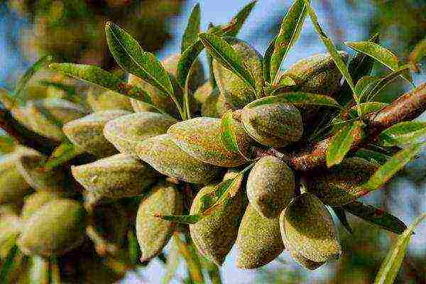 almonds planting and care in the open field in the Urals