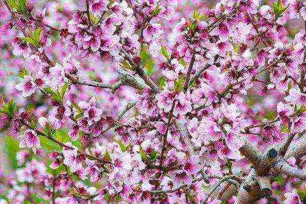 pagtatanim at pag-aalaga ng almond sa bukas na bukid sa Urals