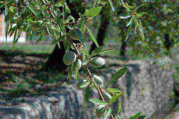 pagtatanim at pag-aalaga ng almond sa bukas na bukid sa Urals