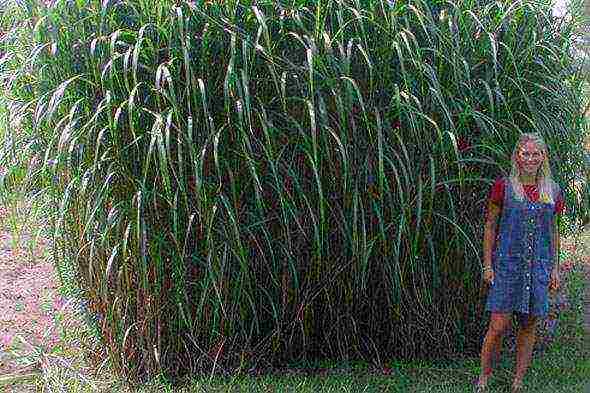 miscanthus na pagtatanim at pangangalaga sa bukas na bukid sa mga suburb