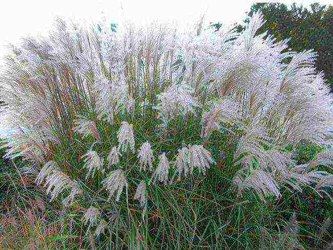 miscanthus planting and care in the open field in the suburbs