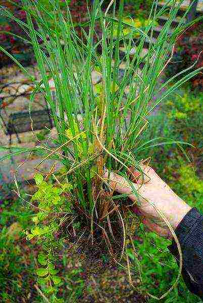 miscanthus planting and care in the open field in the suburbs