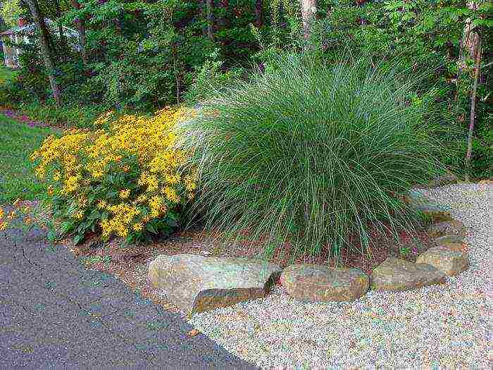 miscanthus planting and care in the open field in the suburbs