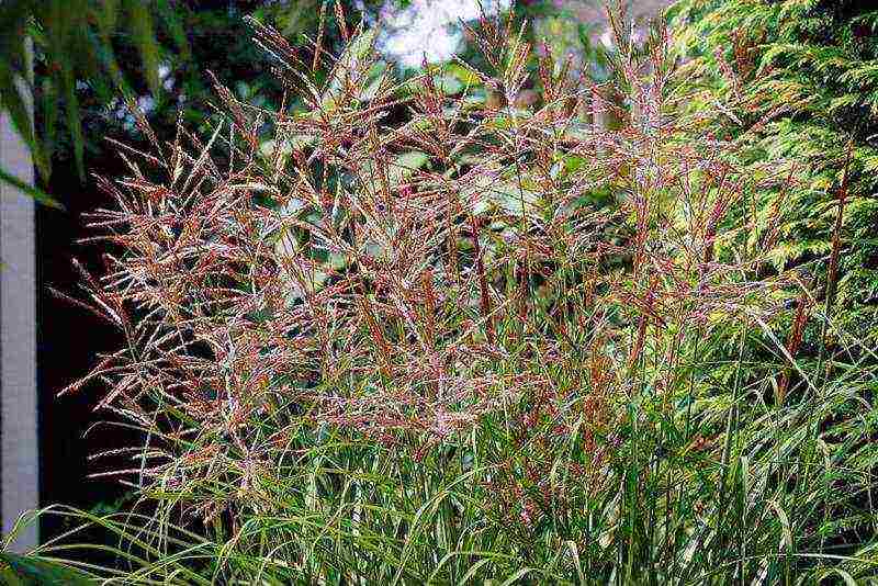 miscanthus na pagtatanim at pangangalaga sa bukas na bukid sa mga suburb