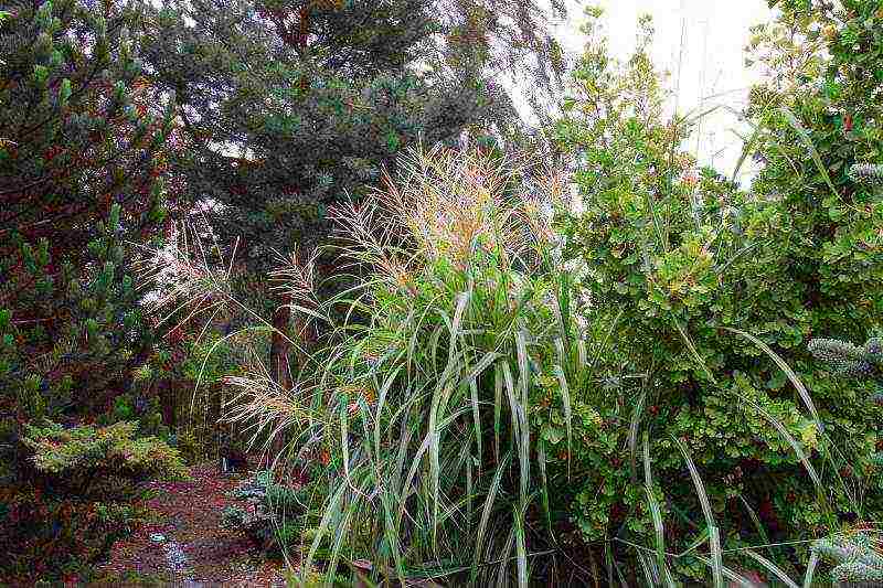 miscanthus planting and care in the open field in the suburbs