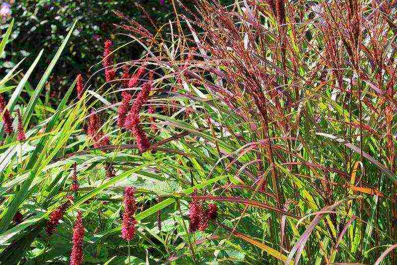 miscanthus planting and care in the open field in the suburbs